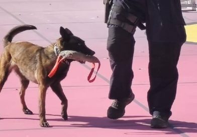 ¡Héroes de cuatro patas!